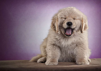 Dog, sweet, dogs, puppies, cute, beautiful, playful, playful dog, puppy, dog face, pretty, animals, face, bubbles, lovely HD wallpaper