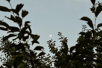 Nature, Leaves, Moon, Branches, Evening HD wallpaper