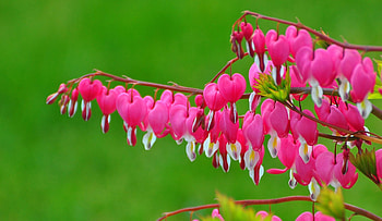 crying heart, natur, springtime, flowers, spring HD wallpaper