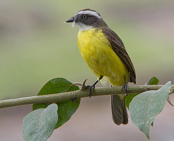 SOCIAL FLYCATCHER BIRD, flycatcher, feathers, bird, wildlife HD wallpaper
