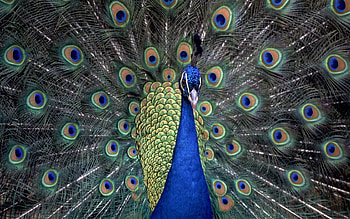 Peacocks, peacocks, india, birds HD wallpaper