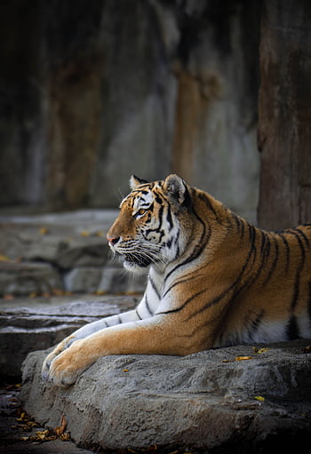 Captivating of a tiger lounging on rocks at the zoo, showcasing its majestic beauty. HD phone wallpaper