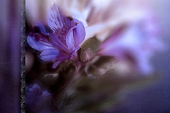 Sweetness, texture, purple, flower HD wallpaper