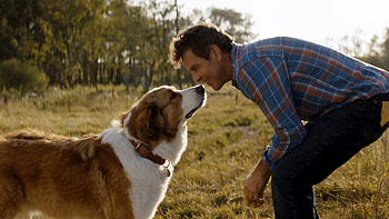 A Dog's Journey, Review, Good boys, Girls HD wallpaper