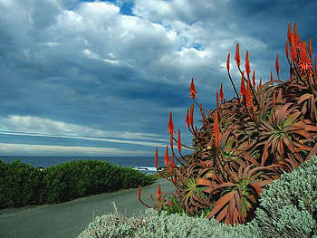 Corner of Heaven, bush, sky, ocean, flower HD wallpaper