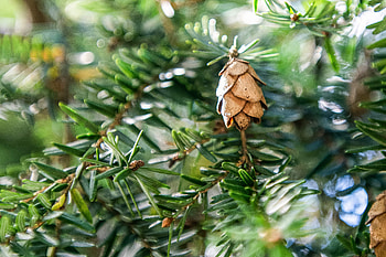 Eastern hemlock, Purdue Fort Wayne, Tree species, Natural beauty HD wallpaper