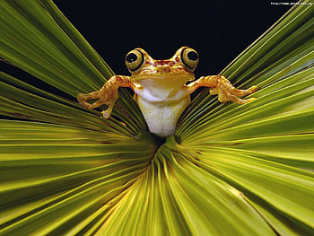 Animals, Frogs HD wallpaper