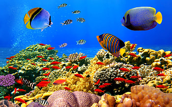 Coral reef backgrounds, 65 HD wallpaper