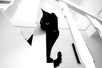 Animals, Cat, Pet, Bw, Chb HD wallpaper