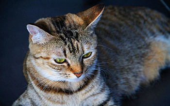 Animals, Cat, Eyes, Sight, Opinion, Stripes, Strips HD wallpaper