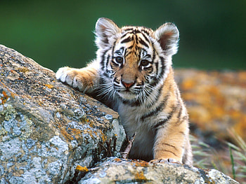 Tiger cub , Top , Tiger cub backgrounds HD wallpaper