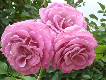 Large Pink Roses, roses, gorgeous, bunch, pink, leaves, petals, green, nature, flowers HD wallpaper