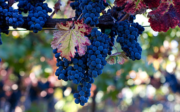 Fruit, Food, Grapes, Bokeh HD wallpaper