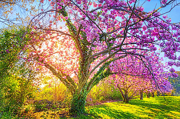 Spring tree, pink, flower, green, spring, blossom, tree HD wallpaper