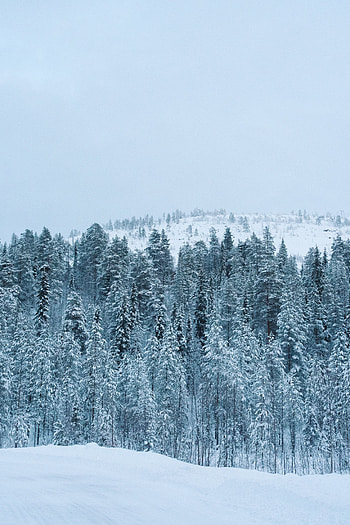 Winter, Nature, Trees, Snow, Forest HD phone wallpaper