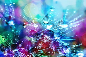 Colorful macro capturing vibrant water droplets on dandelion seeds with bokeh effect. HD wallpaper