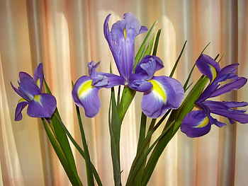 Flowers, Greens, Curtain, Irises HD wallpaper