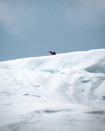 Animals, Snow, Bird, Head, Penguin, Peek Out, Look Out HD phone wallpaper
