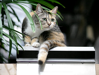 Animals, Sit, Cat, Spotted, Spotty HD wallpaper