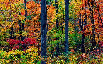 AUTUMN COLORS, TREES, LEAVES, NATURE, COLORS HD wallpaper