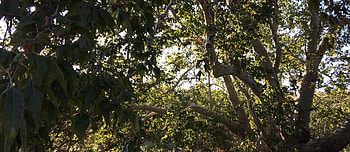 Trees, Shrubs, Coronado National Memorial HD wallpaper