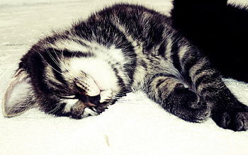 Animals, Cats HD wallpaper