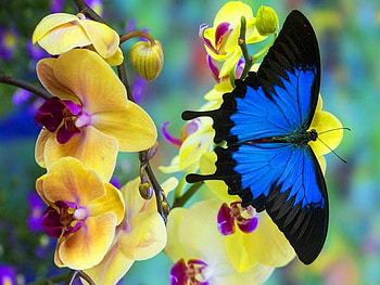 Beauty of wings, blue, wings, black, butterfly HD wallpaper