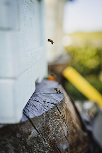 Macro, Insect, Flight, Bee, Stump HD phone wallpaper