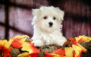 Bolognese Dog, Poodle, 23876 px HD wallpaper
