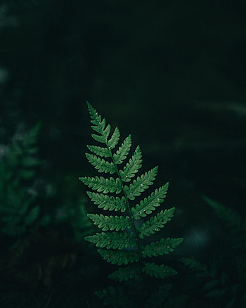 Drops, Macro, Fern, Sheet, Leaf HD phone wallpaper