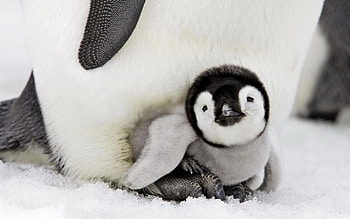 Penguin Baby, penguins, birds, cute HD wallpaper