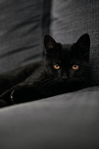 Animals, Cat, Pet, Sight, Opinion HD phone wallpaper