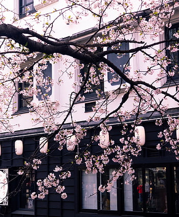 Captivating cherry blossoms enhance a cityscape with delicate pink flowers against a building backdrop. HD phone wallpaper
