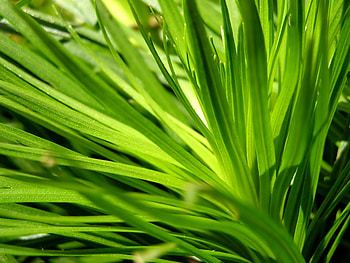 Plants, Flowers HD wallpaper
