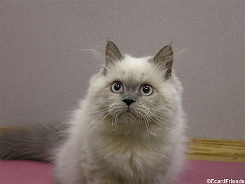 Curious Kitten, white, animals, cats, cute, fluffy, curious HD wallpaper
