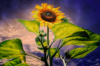 Sunflower, sunflowers, one flower, nature, flowers, yellow flowers HD wallpaper