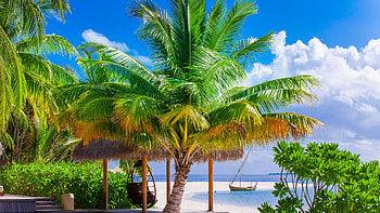 Tropical Beach, clouds, sky, umbrellas, palm trees, sea HD wallpaper