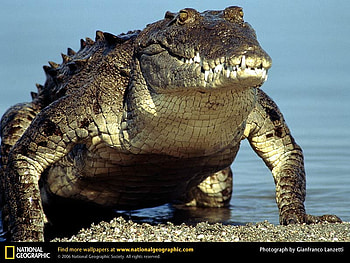 American Crocodile emerging from the water, reptiles, american crocodile HD wallpaper