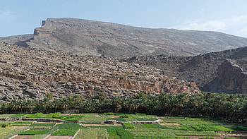 Oman travels, Riwaygh green fields, Serene oasis HD wallpaper