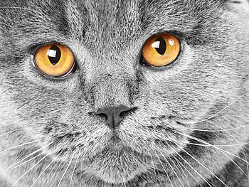 Honey eyes, sweet, animal, kitten, gray, cat HD wallpaper