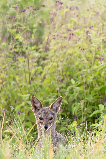 Animals, Predator, Sight, Opinion, Animal, Jackal HD phone wallpaper