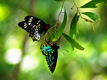 Hanging out, two, butterflies, leaves, green HD wallpaper