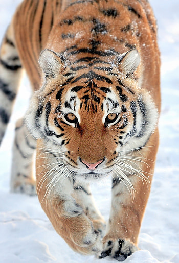 Tiger walk, Wildlife predator, LG V30 HD phone wallpaper