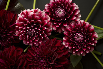 Dahlias, Flowers, Nature, Flower, Dahlia HD wallpaper