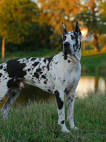 Great Dane, , Mobile backgrounds, Cool HD phone wallpaper