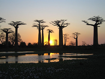 Africa-baobab-tree-HiLoqui, sunsets, landscape, trees, nature, water, lake HD wallpaper