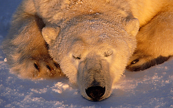 Animals, Snow, Muzzle, Bear, Dream, Sleep, Polar Bear HD wallpaper
