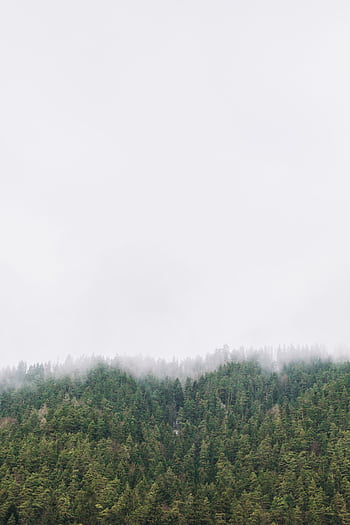 A serene view of a misty forest canopy covered by soft pastel fog, ideal for nature themes. HD phone wallpaper