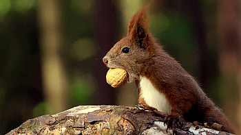 Animals, Squirrel, Food, Nut HD wallpaper