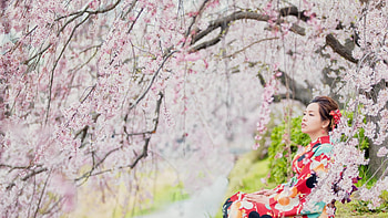 Sakura girl, Red kimono, Vibrant colors, Oriental charm HD wallpaper